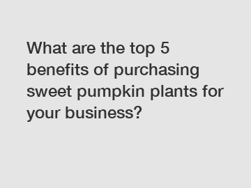 What are the top 5 benefits of purchasing sweet pumpkin plants for your business?